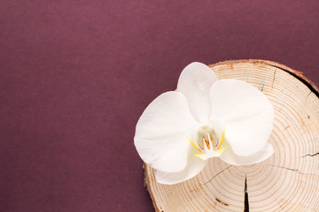 Fototapeta na wymiar Orchid, flower, medicine, cosmetology, beauty