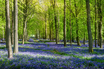 Gorgeous view of a forest of beech trees with  bluebells newly blooming at sunrise in England, UK.