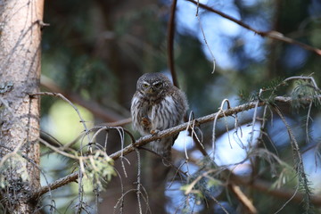 Eurasian pygmy owl (Glaucidium passerinum) Swabian Jura Germany