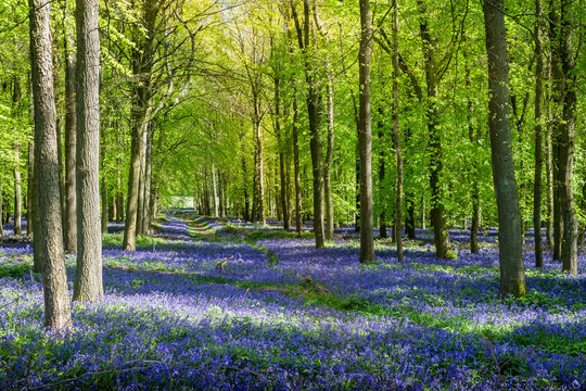 Gorgeous view of a forest of beech trees with  bluebells newly blooming at sunrise in England, UK.