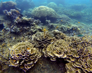 coral reef and coral