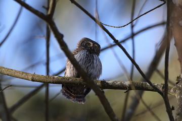 Eurasian pygmy owl (Glaucidium passerinum) Swabian Jura Germany
