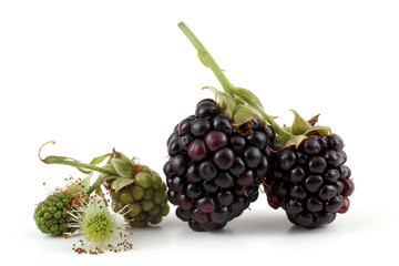 Blackberries, unripe blackberries and flowers