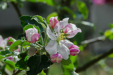 apple tree in blossom in springtime