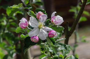 apple tree in blossom in springtime