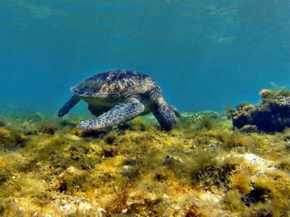 turtle swimming in the sea