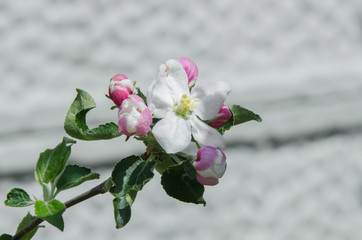 apple tree in blossom in springtime