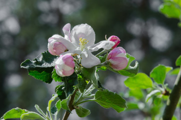 apple tree in blossom in springtime
