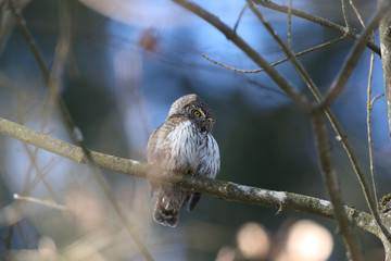Eurasian pygmy owl (Glaucidium passerinum) Swabian Jura Germany