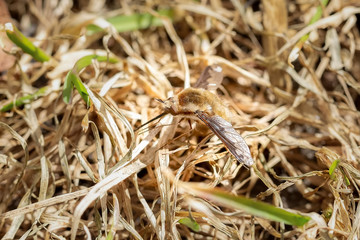 Large bee-fly resting on the ground