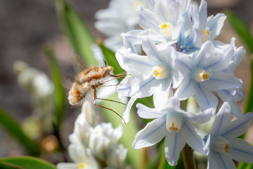 Bombylius major bee-fly feeding on a small striped squill flower