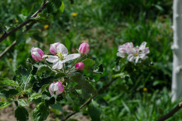 apple tree in blossom in springtime