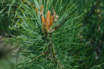 young pine branch in forest