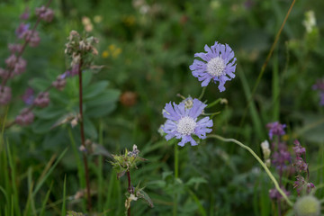 Lilac flowers grow in the field. Scabiosa Caucasica.