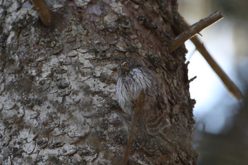Eurasian pygmy owl (Glaucidium passerinum) Swabian Jura Germany