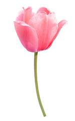 single pink tulip