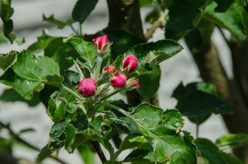 apple tree in blossom in springtime