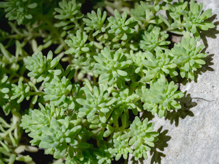 Leaves of a green plant close-up. Macrophotography.