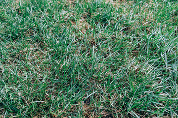 green grass texture