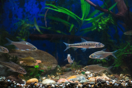 Young bream, carp and minnows swim in the aquarium. Freshwater river fish in an aquarium. Selective focus