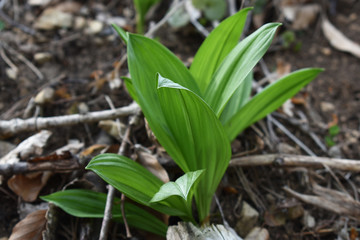 Erste Bl&auml;tter im Fr&uuml;hling von Schwarzer Germer, Veratrum nigrum, Verwechslungsgefahr mit B&auml;rlauch