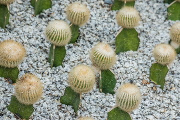 Closeup small green gymnocalycium mihanovichii cactus in gravel. Cactus in the garden.