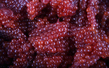 Red caviar background