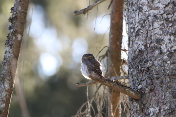 Eurasian pygmy owl (Glaucidium passerinum) Swabian Jura Germany