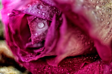 close up of a red cabbage