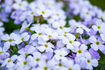 forget me not flowers