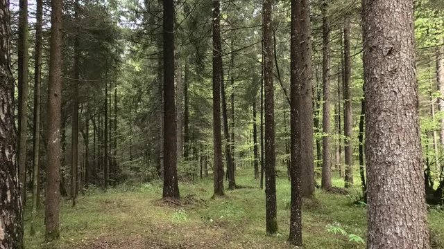 suoni colori del bosco prealpino