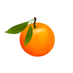 Juicy Sweet Orange Summer Mandarin