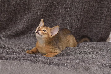 Brown abyssinian kitten lying on grey blanket looking up leftwards