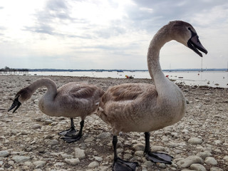 Gray beak swans and black legs on Lake Garda