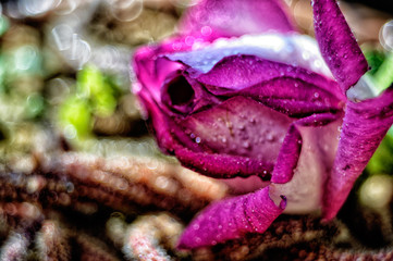 crab spider on a leaf
