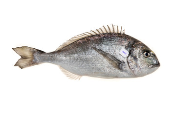 Fresh sea bream on white background