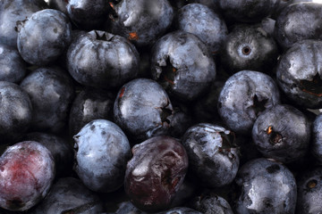 Blueberries background