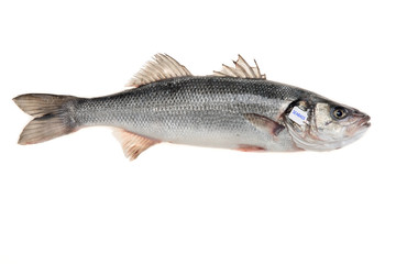 Fresh sea bass on white background