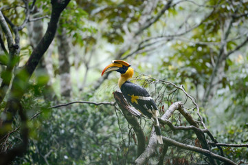 Great Indian Hornbill from Evergreen Indian Forest