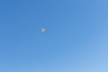 Seagull flying on clear blue sky and sun light.flying in sky. A flock of seagulls soaring in the blue sky. one flying bird. Seagull flying sky as freedom concept,bird watching and protection.