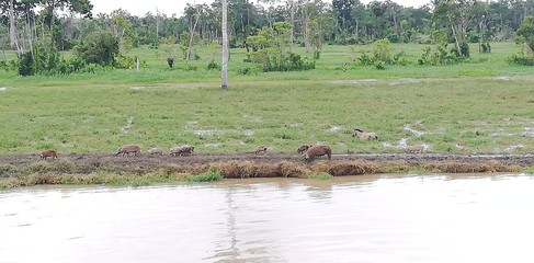 travel Venezuela Brasil Argentina