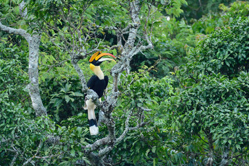 Great Indian Hornbill from Evergreen Indian Forest