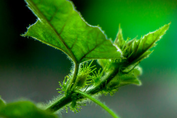 green leaves copy Space used for making websites or magazines background.