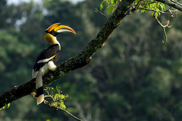Great Indian Hornbill from Evergreen Indian Forest