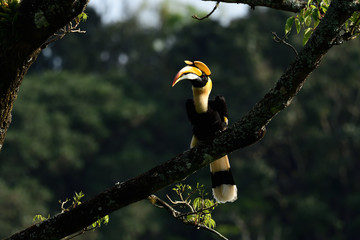 Great Indian Hornbill from Evergreen Indian Forest