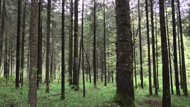 suoni colori del bosco prealpino