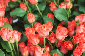 Roses Wow NT Bush Background