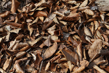 Buchenlaub, trockene Buchenblätter als Kompost