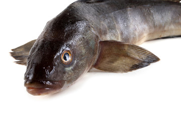 Sea bass