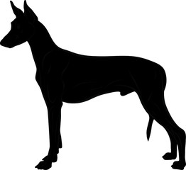 Vector illustration of pharaoh hound black silhouette